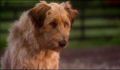 dr dolittle 3-avi_1000_317.jpg